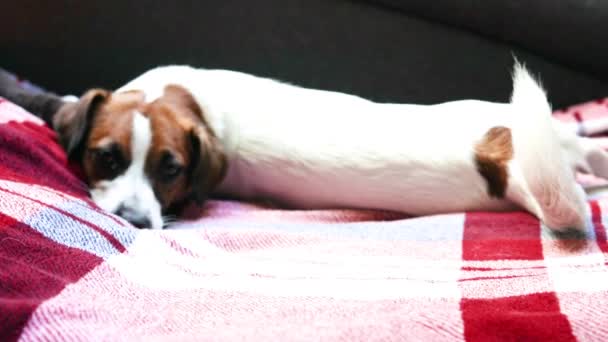悲しい若いジャック ラッセル テリア 子犬は爆弾シェルターの毛布の上に横たわっています ウクライナの戦争 — ストック動画