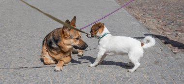 Jack Russell Terrier ve Shepherd sokakta birbirlerini tanırlar, Ufuk.