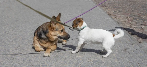 jack russell terrier and shepherd get to know each other on the street, horizonta