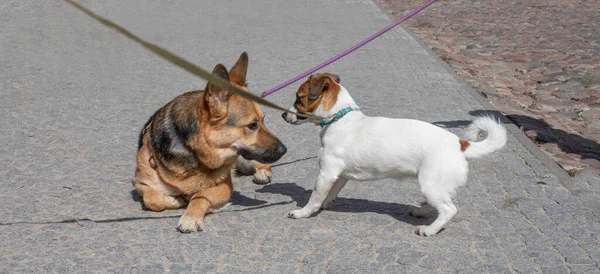 Jack Russell Terrier ve Shepherd sokakta birbirlerini tanırlar, Ufuk.