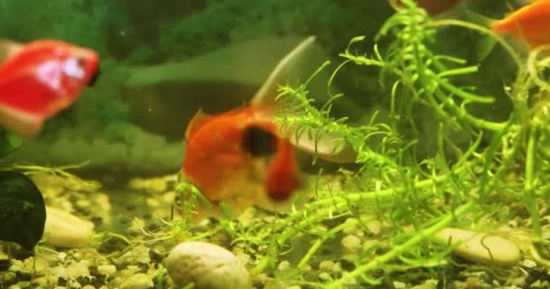 Золотые Рыбки Аквариуме Собирают Пищу Снизу Медитируют — стоковое видео
