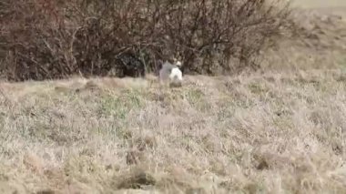 Komik Jack Russell Terrier, kuru çimlerde koşuyor.