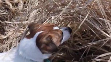 Tatlı Jack Russell Teriyer. Kuru çimlerde hayvan arıyor. Eğitimde.