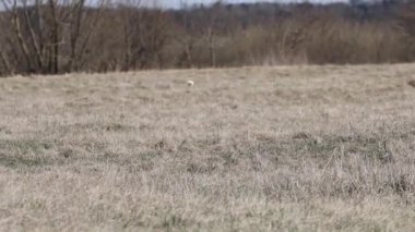 Neşeli Jack Russell Terrier sahibini karşılamak için yürüyüşe çıkıyor.