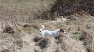 Şirin Jack Russell Teriyeri avlanırken, yürürken çimlerde avını dürtüyor.