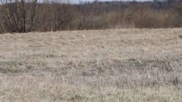 Vreugdevolle Jack Russell Terrier Loopt Naar Eigenaar Ontmoeten Een Wandeling — Stockvideo