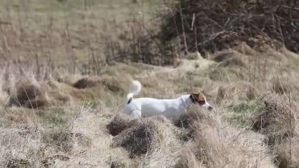 Lindo Jack Russell Terrier Poke Presa Hierba Mientras Caza Caminar — Vídeo de stock