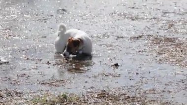 Mutlu genç Jack Russell Teriyer su üstünde yürüyüşe çıkıyor.