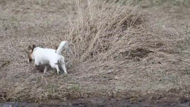 Yaramaz genç Jack Russell Terrier göletin yanında koşuyor.