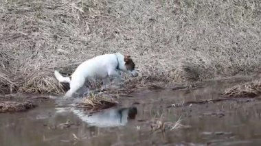 Yaramaz, mutlu genç Jack Russell Terrier göletin kenarında koşuyor.