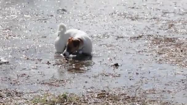 Jack Russell Terrier Muda Yang Bahagia Berlari Atas Air Untuk — Stok Video