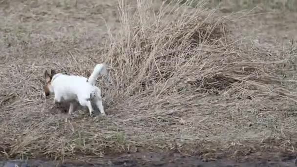 Cattivo Giovane Jack Russell Terrier Corre Vicino Allo Stagno Una — Video Stock