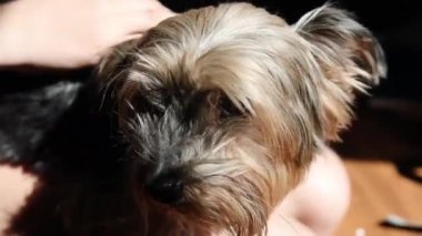 Eski bir Yorshin teriyerinin başını kokla. Karanlık bir arka planda, güneşli bir odada.