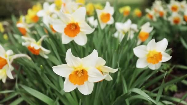 Fehér Virágzó Nárciszvirágok Egy Szeles Felhős Napon — Stock videók
