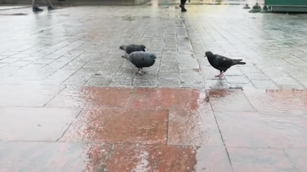 Black Dove Caring Two Doves City Street Rainy Weather — Vídeos de Stock