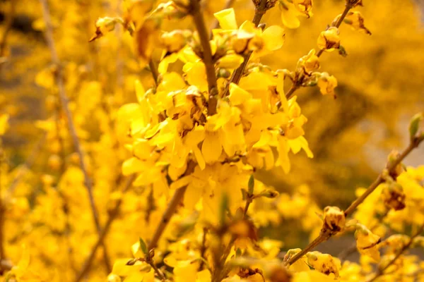 Elvont Elmosódott Sárga Háttér Virágok Virágzó Forsythia Vízszintes — Stock Fotó