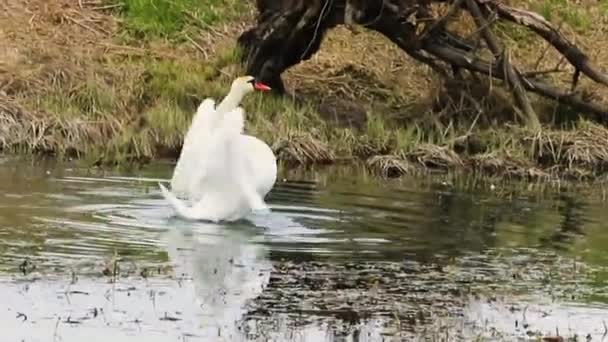 Lebăda Sălbatică Albă Își Flutură Aripile Apă Vreme Tulbure — Videoclip de stoc