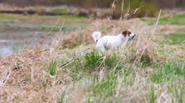 Mutlu Jack Russell Terrier köpeği yürürken plastik şişeyle oynuyor.