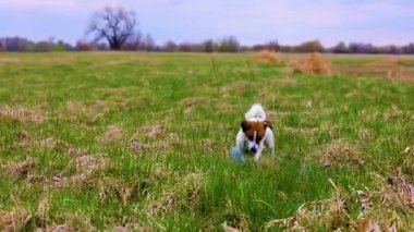Şirin Jack Russell Terrier köpeği, yürürken plastik bir şişeyle oynuyor.