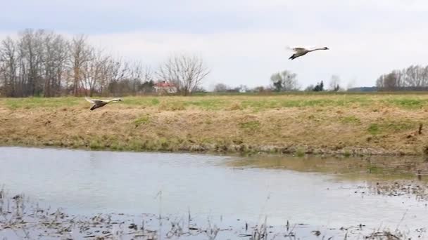 Dos Cisnes Salvajes Blancos Agitando Sus Alas Vuelan Otro Lago — Vídeos de Stock