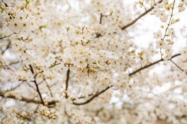 güzel çiçek açan kiraz çiçekleri bulanık beyaz bir arka planda, 