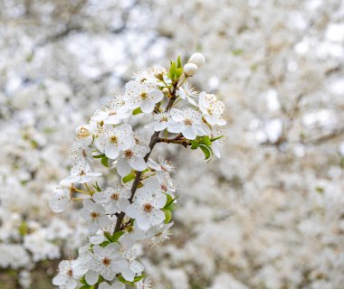 güzel çiçek açan kiraz çiçekleri bulanık beyaz bir arka planda, 