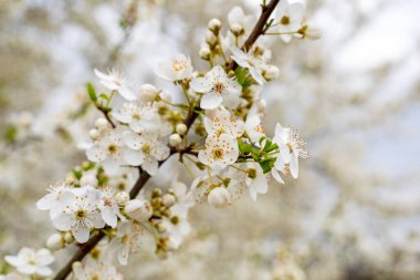 güzel çiçek açan kiraz çiçekleri bulanık beyaz arka planda, dikey