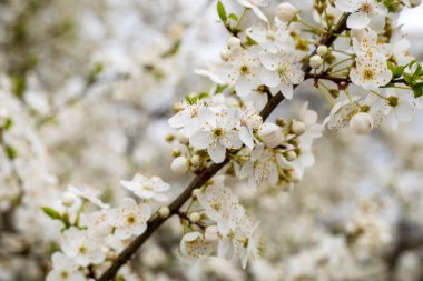 güzel çiçek açan kiraz çiçekleri bulanık beyaz arka planda, dikey