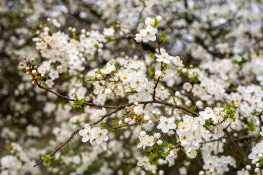 Bulanık beyaz arka planda kiraz çiçeklerinin güzel dalları