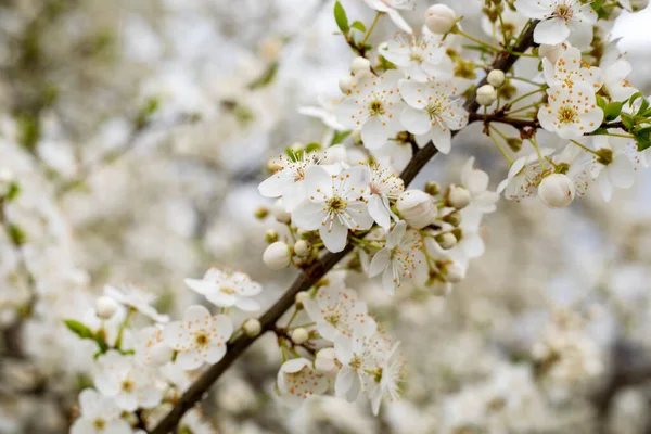 güzel çiçek açan kiraz çiçekleri bulanık beyaz arka planda, dikey