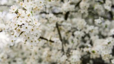 güzel çiçek açan kiraz çiçekleri bulanık beyaz bir arka planda,