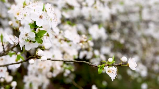 Beautiful Branches Cherry Blossoms Blurred White Background — стоковое видео