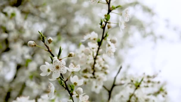 Rama Floreciente Cerezo Blanco Balancea Viento Día Nublado — Vídeos de Stock