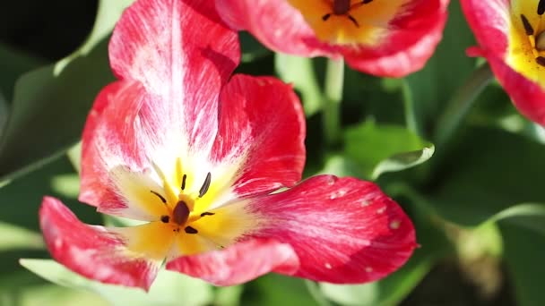 Krásný Červený Kvetoucí Tulipán Slunci Zahradničení Flatlay — Stock video