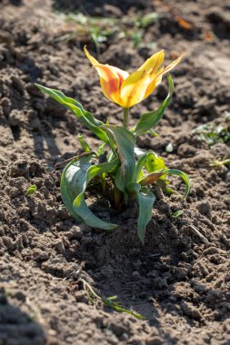 Güzel sarı çiçekli lale güneşte, bahçıvanlık,