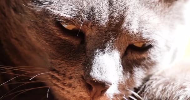 Unblinking Eyes Gray Cat Sun Close — Video