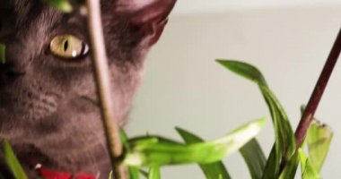 Yakalı şirin ağızlık, gri kedi zambak buketinin yanında oturuyor ve onları yemek istiyor.