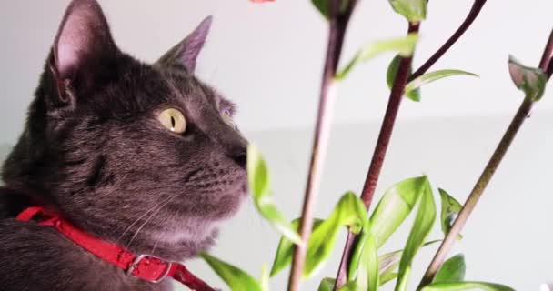 Cute Muzzle Gray Cat Sniffing Plants — Video
