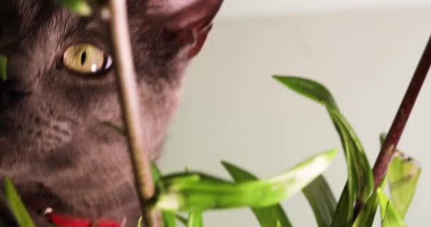 Χαριτωμένη Γκρίζα Γάτα Κολάρο Κάθεται Κοντά Ένα Μπουκέτο Κρίνα Και — Αρχείο Βίντεο