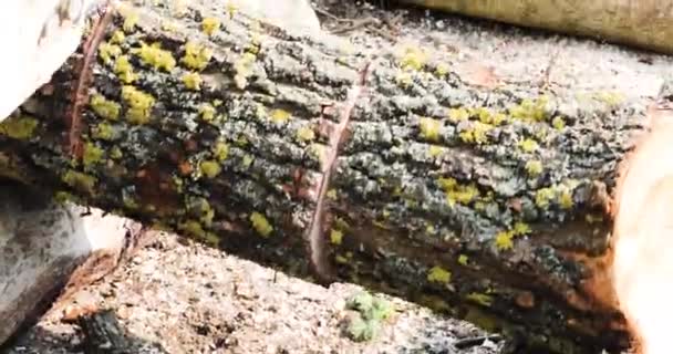 Sawing Pieces Long Trunk Tree Chainsaw Firewood Together Farm Work — Wideo stockowe