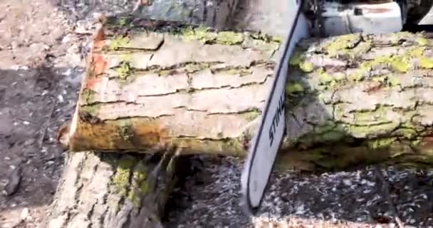 Sawing Pieces Large Trunk Old Tree Work Gardener — Stok video