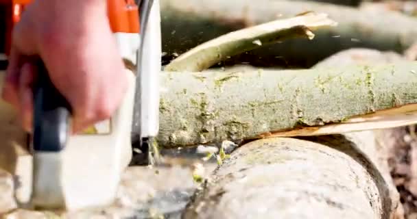 Sawing Large Tree Trunk Chainsaw Preparing Heating Season — Wideo stockowe