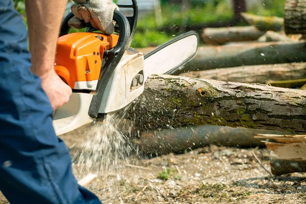 worker sawing with a chainsaw into pieces a long trunk of a tree, farm work