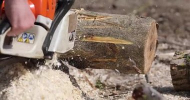 sawing a large tree trunk with a chainsaw for heating a house, preparing for the heating season