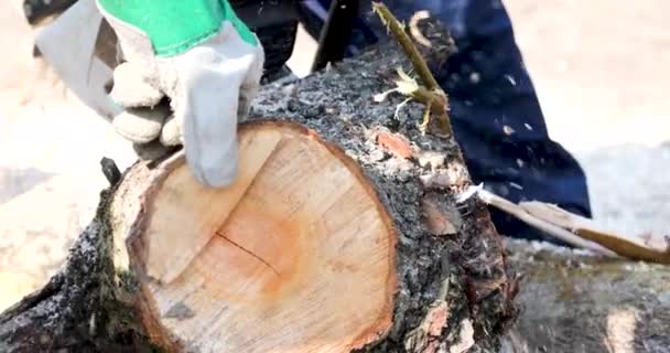 Cross Section Tree Close Garden Pruning — Stok Video