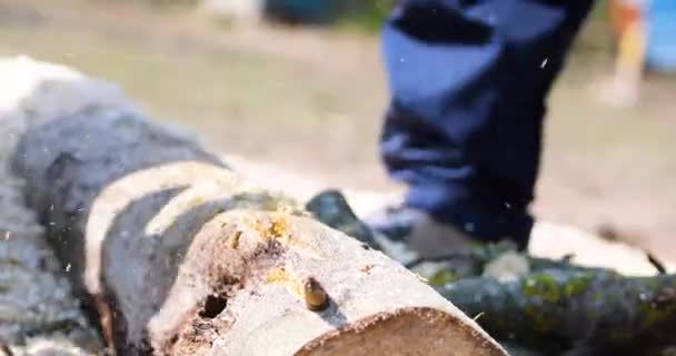 Sawing Large Tree Trunk Chainsaw Heating House Preparing Heating Season — Wideo stockowe