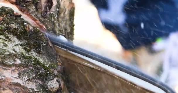 Sawing Pieces Large Trunk Old Tree Work Gardener — Video Stock