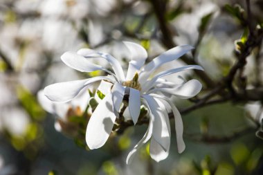 blooming white magnolia flower close-up on a branch