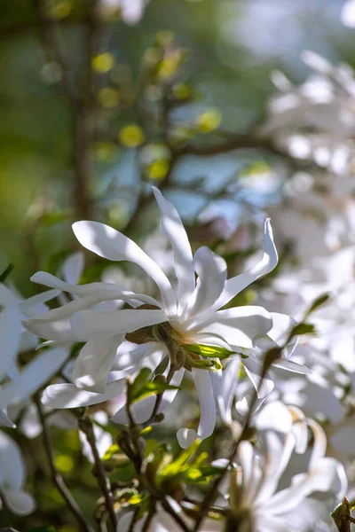 Çiçek açan beyaz manolya çiçeği bir dala yakın çekim
