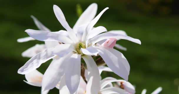 Blommande Vit Magnolia Blomma Närbild — Stockvideo